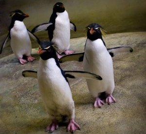 The penguin is one of the most sturdy wanderers.  They have adapted to the most extreme regions on the planet.  A warming trend could loom over the well-being of penguins.